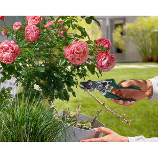 Gartenschere mit Festhaltefunktion in der Hand eines Gärtners, um Blumen zu schneiden