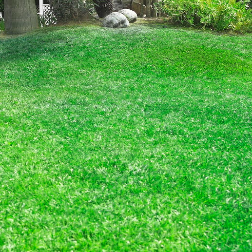 Media Shop Hydro Mousse, Begrünungssystem Rasennachsaat