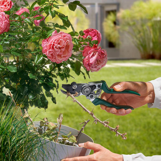 Gartenschere mit Festhaltefunktion in der Hand eines Gärtners, um Blumen zu schneiden