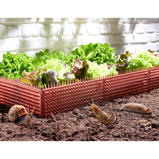 Schneckenschutz Zaun umgeben von frischem Gemüse im Garten.