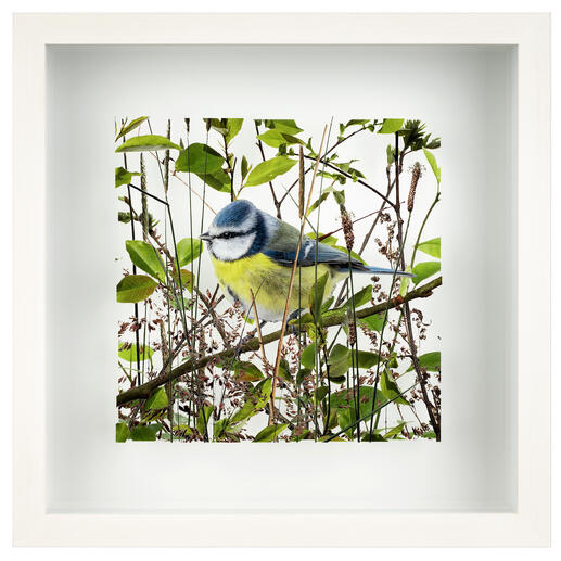 Blaumeise sitzt auf einem Zweig umgeben von grünen Blättern, zart bemalt.