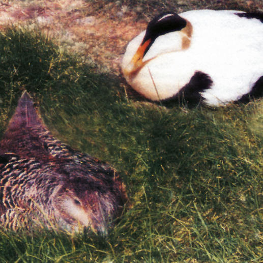 Hauchfeine Brustdaunen schützen die junge Eider-Ente optimal vor der eisigen Kälte.