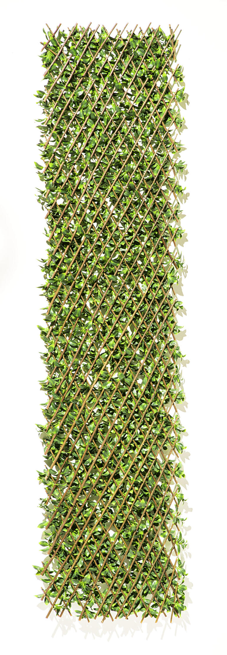 Flexible, immergrüne Pflanzenwand, präsentiert auf einem weißen Hintergrund.