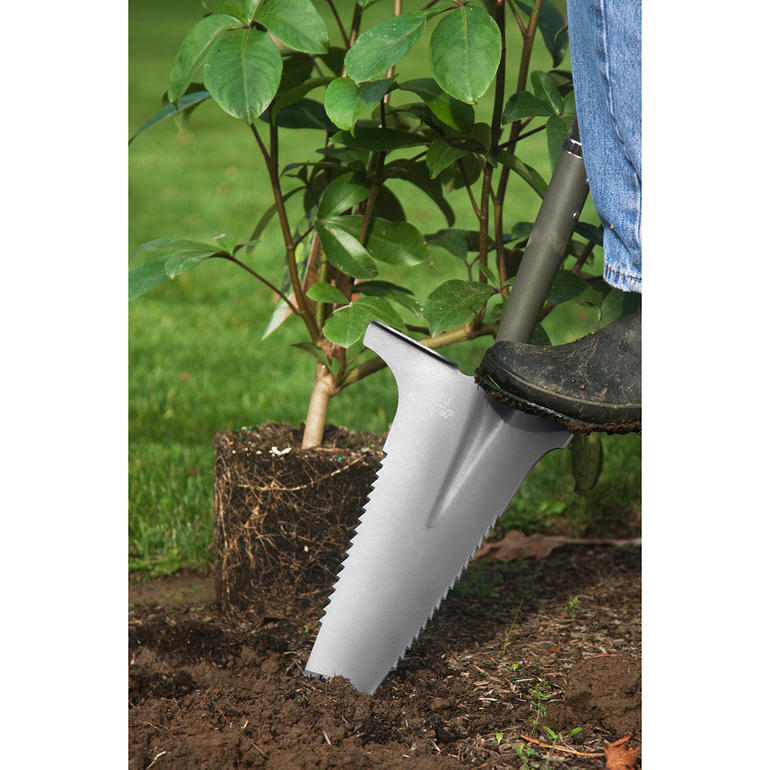 Spaten mit Wurzelsäge im Boden neben einer kleinen Pflanze im Garten.