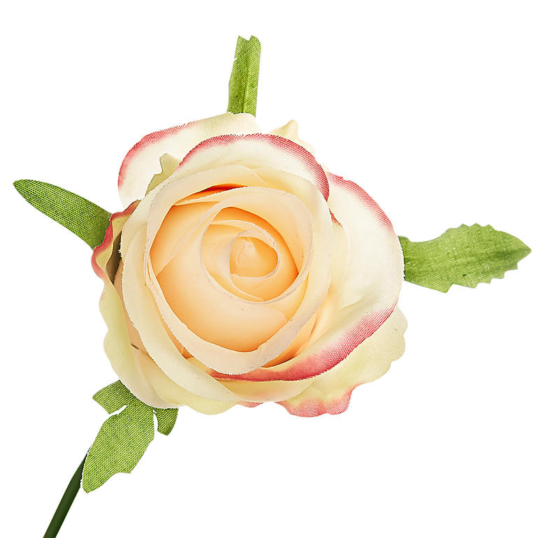 Rose in sanften Farben mit grünen Blättern