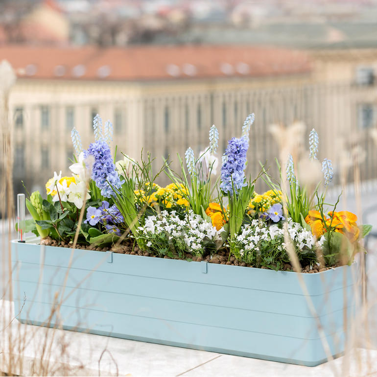 Graublauer Design-Blumenkasten, gefüllt mit bunten Frühlingsblumen auf einer Terrasse.