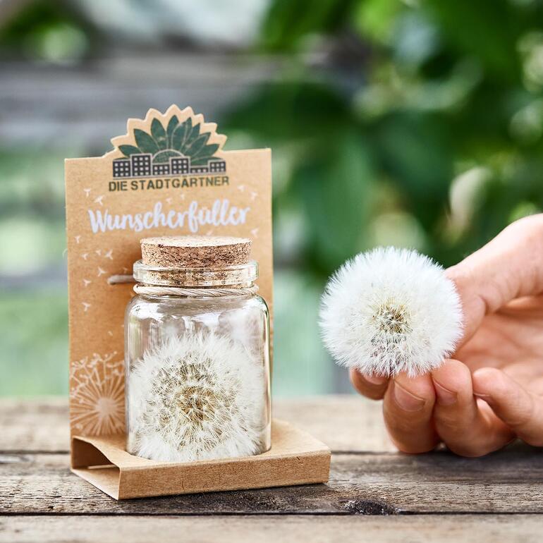 Wunscherfüller mit Pusteblume im Glas, auf einem Holztisch gehalten.