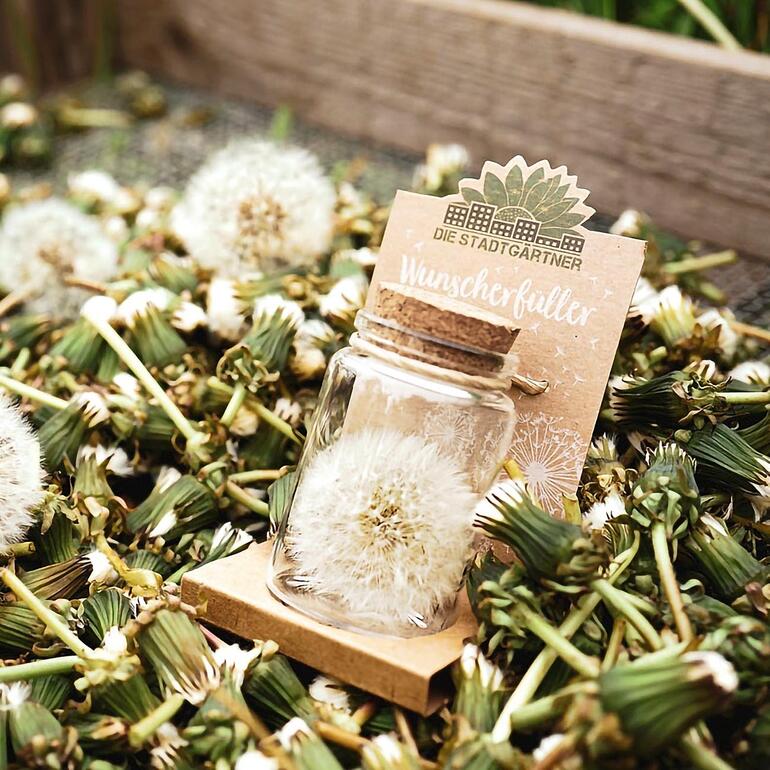 Wunscherfüller (Pusteblume im Glas) Wunscherfüller mit Pusteblume im Glas, umgeben von Pusteblumen im Freien.