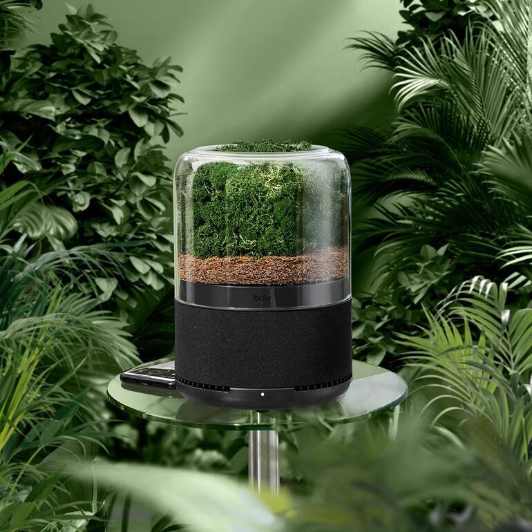 Natürlicher Luftreiniger mit Pflanzen im Glasbehälter