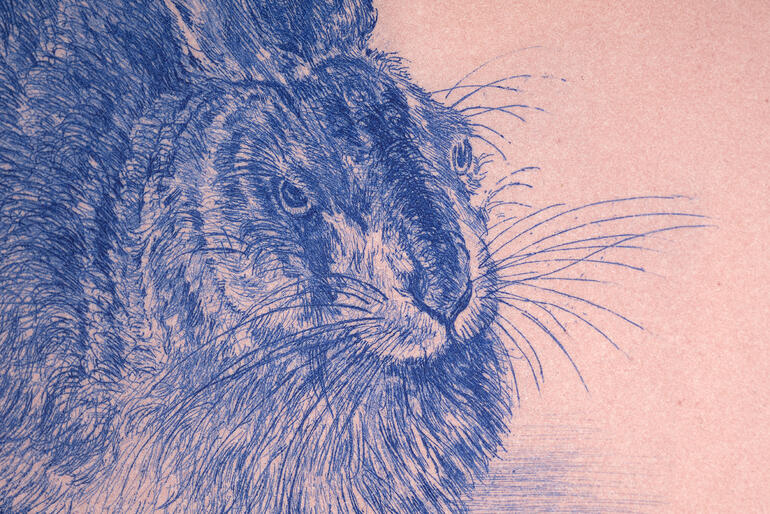 Eine Naturstudie, die bis heute in ihrer Präzision unübertroffen scheint. Porträt von Hase ROSA, detailliert