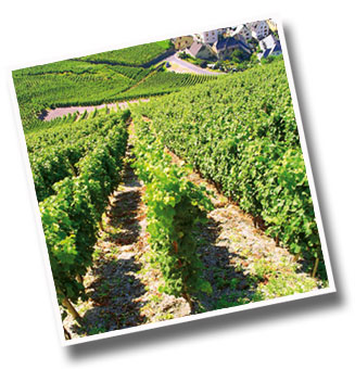 Weinanbau Weinanbau